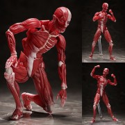 Figma Figures - Human Anatomical Model