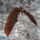 Godzilla Exquisite Basic Series Figures - King Of The Monsters - Rodan EX (Non-Scale)