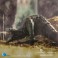 Kong: Skull Island Exquisite Basic Series Figures - Skullcrawler EX (Non-Scale)