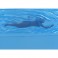 Jaws Statues - 3D Movie Poster Statue (Light Up)