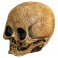 Masks - Illusive Concepts - Cranial Skull (Latex)