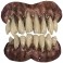Bitemares Horror Teeth - Spectre Teeth