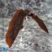 Godzilla Exquisite Basic Series Figures - King Of The Monsters - Rodan EX (Non-Scale)
