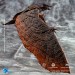 Godzilla Exquisite Basic Series Figures - King Of The Monsters - Rodan EX (Non-Scale)