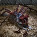 The Thing 7" Scale Figures - Deluxe Ultimate Thing Dog Creature