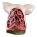 Masks - Trick Or Treat Studios Originals - Blood Pig Mask