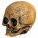 Masks - Illusive Concepts - Cranial Skull (Latex)